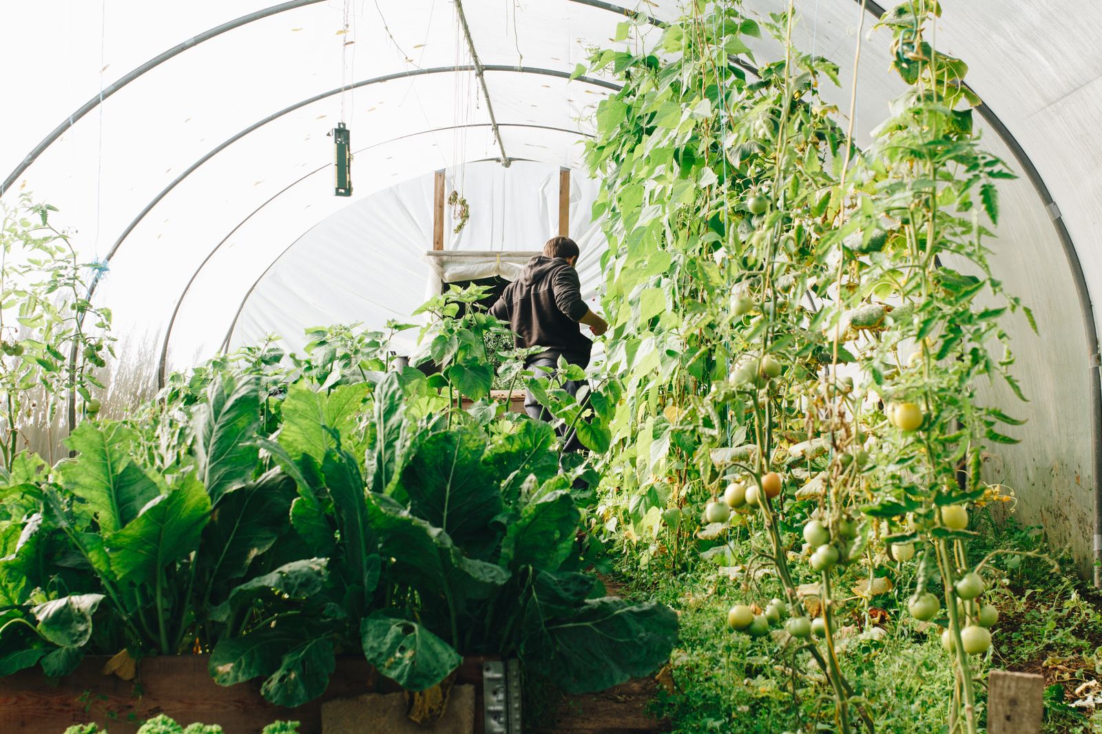 Agricoltore al lavoro in una serra tra piante di pomodori e bietole
