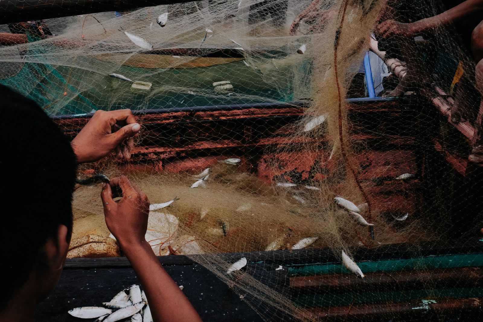Mani di un pescatore che liberano piccoli pesci dalla rete a bordo di una barca da pesca