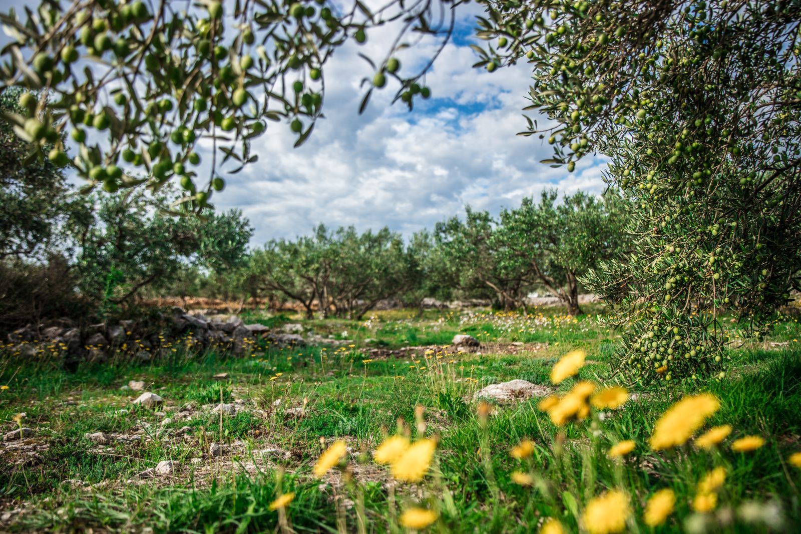 Uliveto con alberi secolari, prato fiorito e cielo azzurro